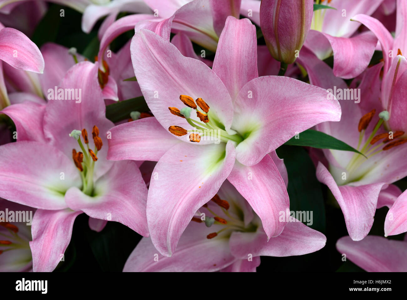 Lilium tabledance lys lys fleur fleurs parfumées rose odeur parfumé  Oriental-Trumpet Orienpet hybrides OT Floral RM Photo Stock - Alamy