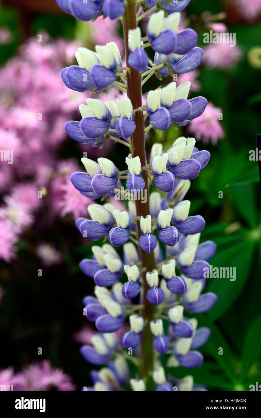 Lupinus le gouverneur blanc mauve lupins lupin bicolore bicolore fleur fleurs jardin de vivaces à fleurs floral RM Banque D'Images