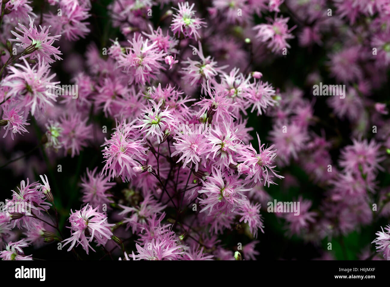 Lychnis flos cuculi jenny ragged robin rose fleur fleurs vivaces à fleurs plante jardin floral RM Banque D'Images