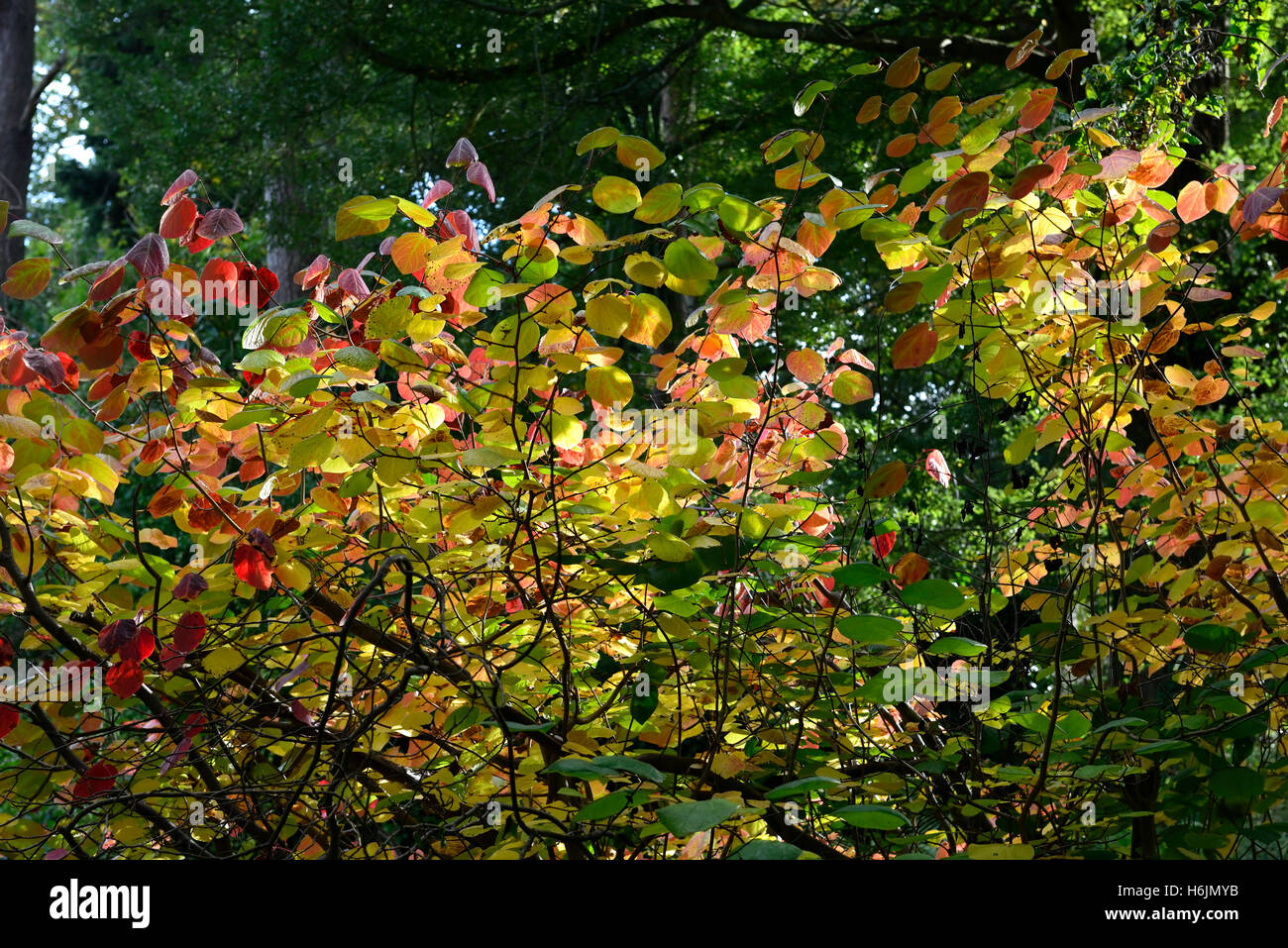 L'automne feuilles d'automne feuillage rouge orange jaune arbre arbres Fleurs RM rétroéclairé Banque D'Images