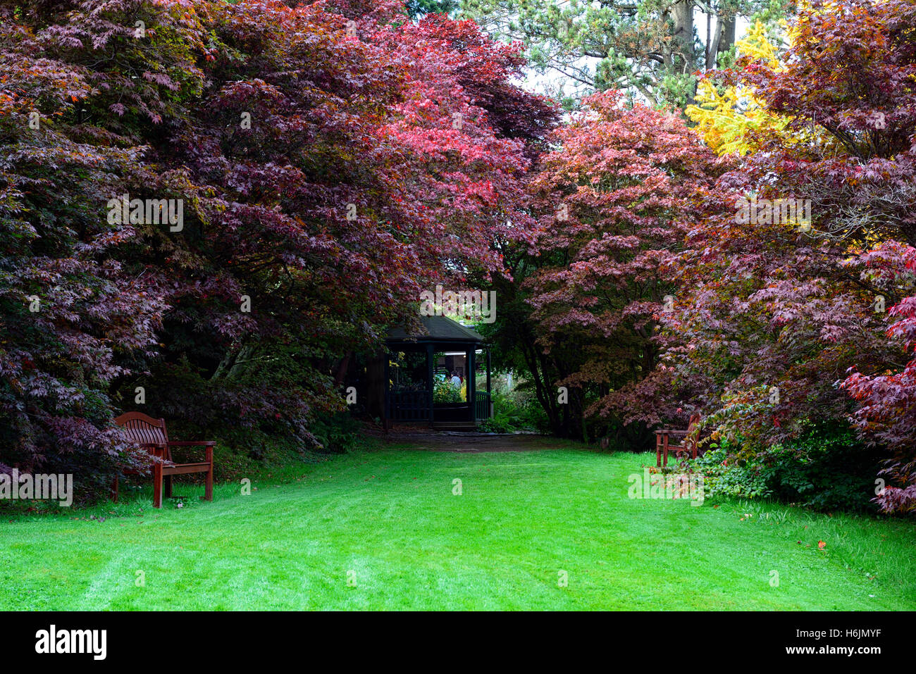 Acer arbre arbres automne feuillage feuilles rouge couleur d'automne couleurs changent jardins de mount usher Floral RM Banque D'Images