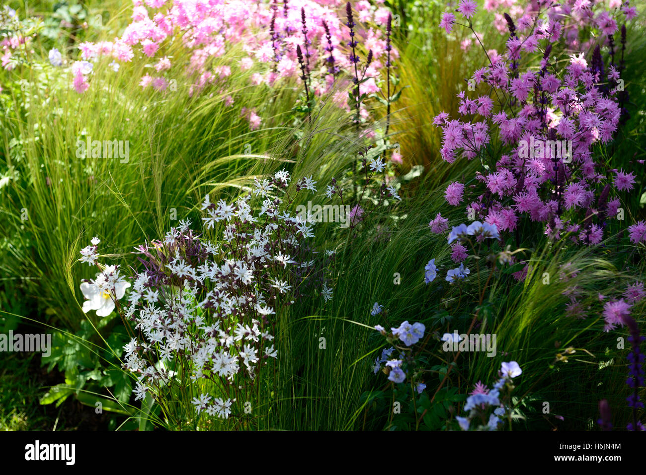 Thalictrum bas noirs Lychnis flos-cuculia robin blanc herbes herbe floraison fleurs roses plantation mixte mélange floral RM Banque D'Images