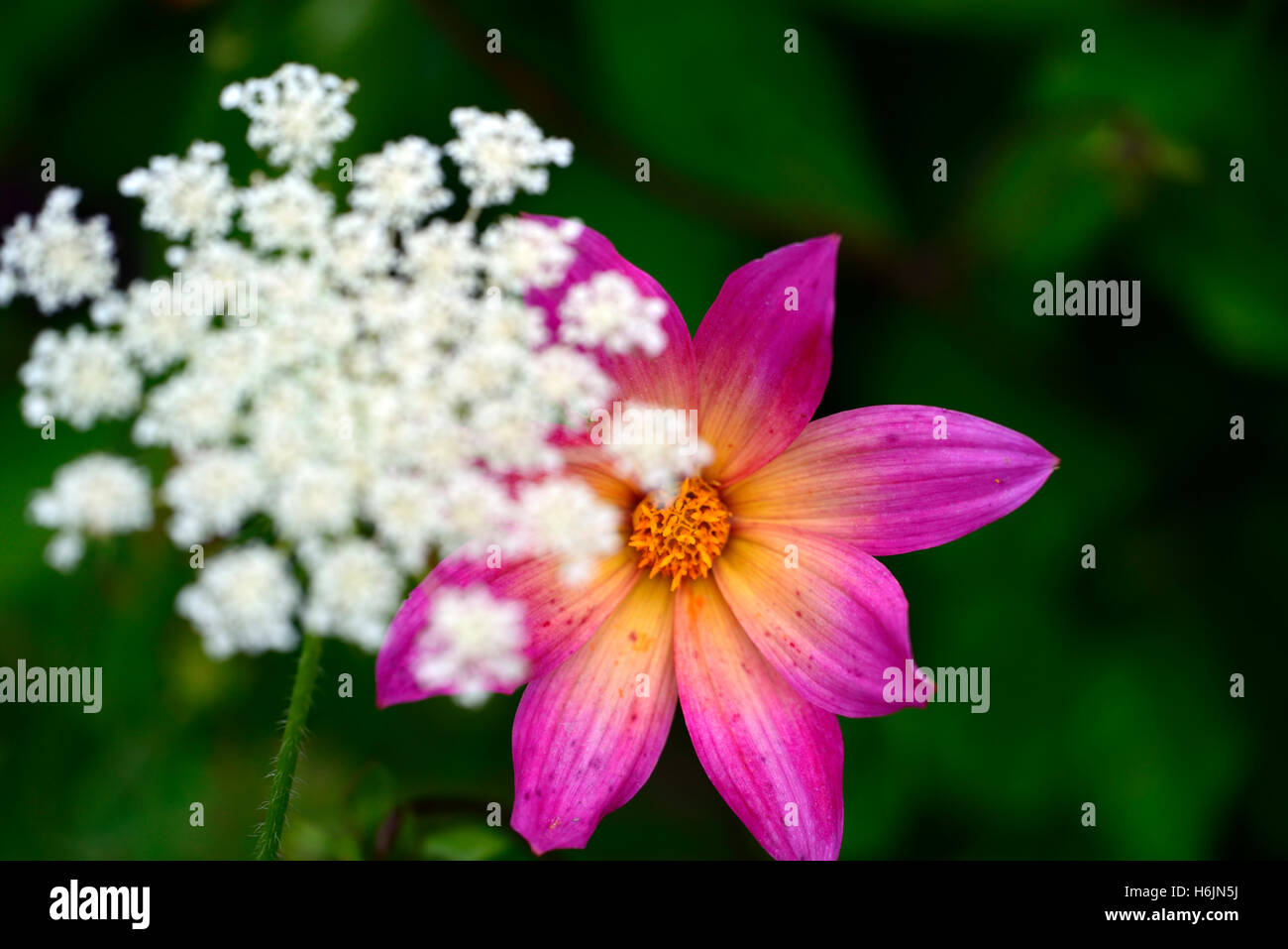 La Carotte sauvage de fleurs sauvages Daucus carota Dahlia yeux lumineux rose blanc couleur couleur combo Combinaison système de plantation de fleurs RM Banque D'Images