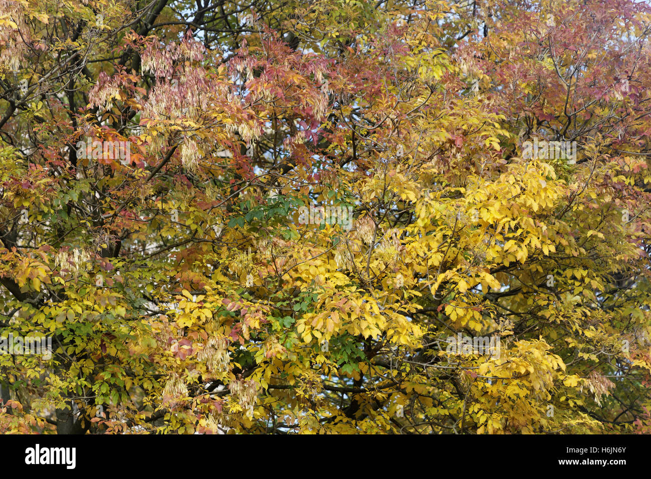 Les arbres à feuillage d'automne les feuilles d'or et la couleur des motifs Banque D'Images
