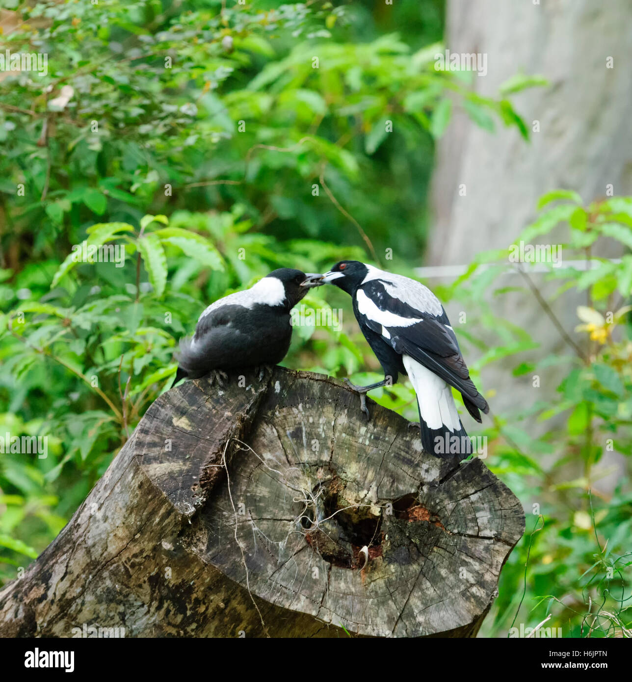 Cassican Flûteur immatures (Cracticus tibicen), Parc National de Eurobodalla, Sapphire Coast, New South Wales, Australie Banque D'Images