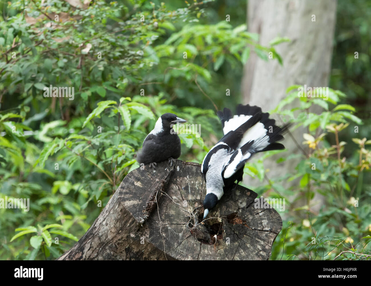 Cassican Flûteur immatures et adultes (Cracticus tibicen), New South Wales, Australie Banque D'Images