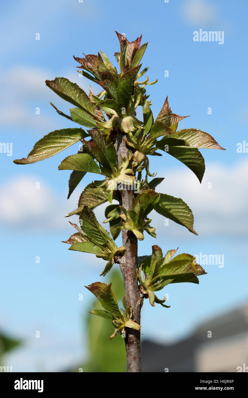 Lapins cerisier avec la nouvelle croissance leaves on tree Banque D'Images