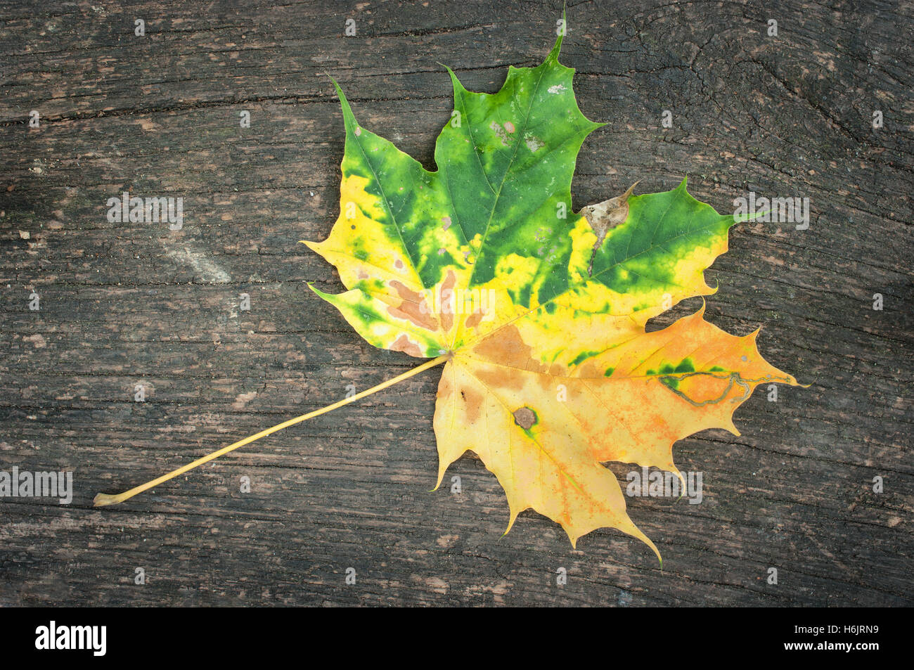 Des feuilles tombées sur une table. Banque D'Images