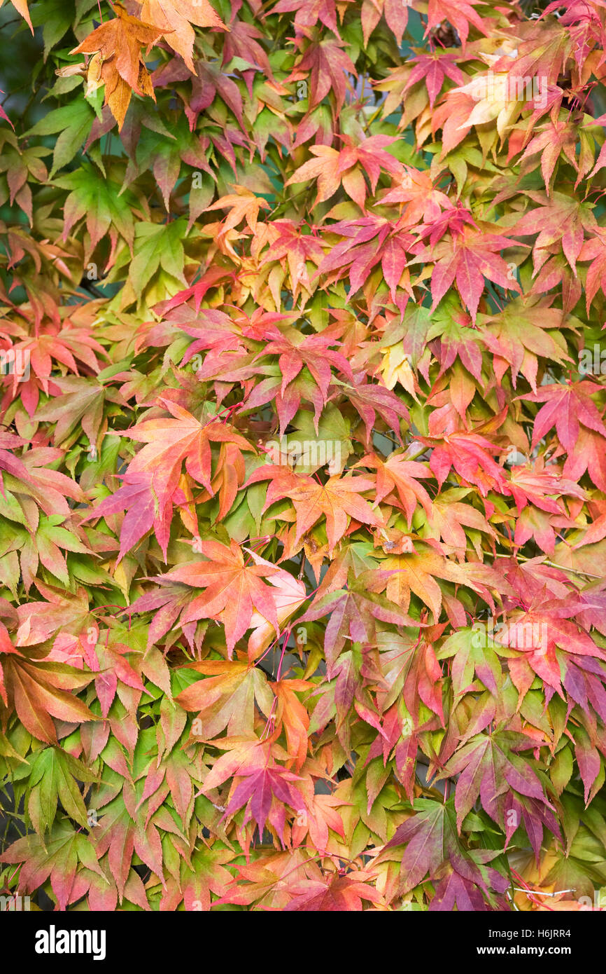 Acer palmatum subsp amoenum feuilles à l'automne. Banque D'Images