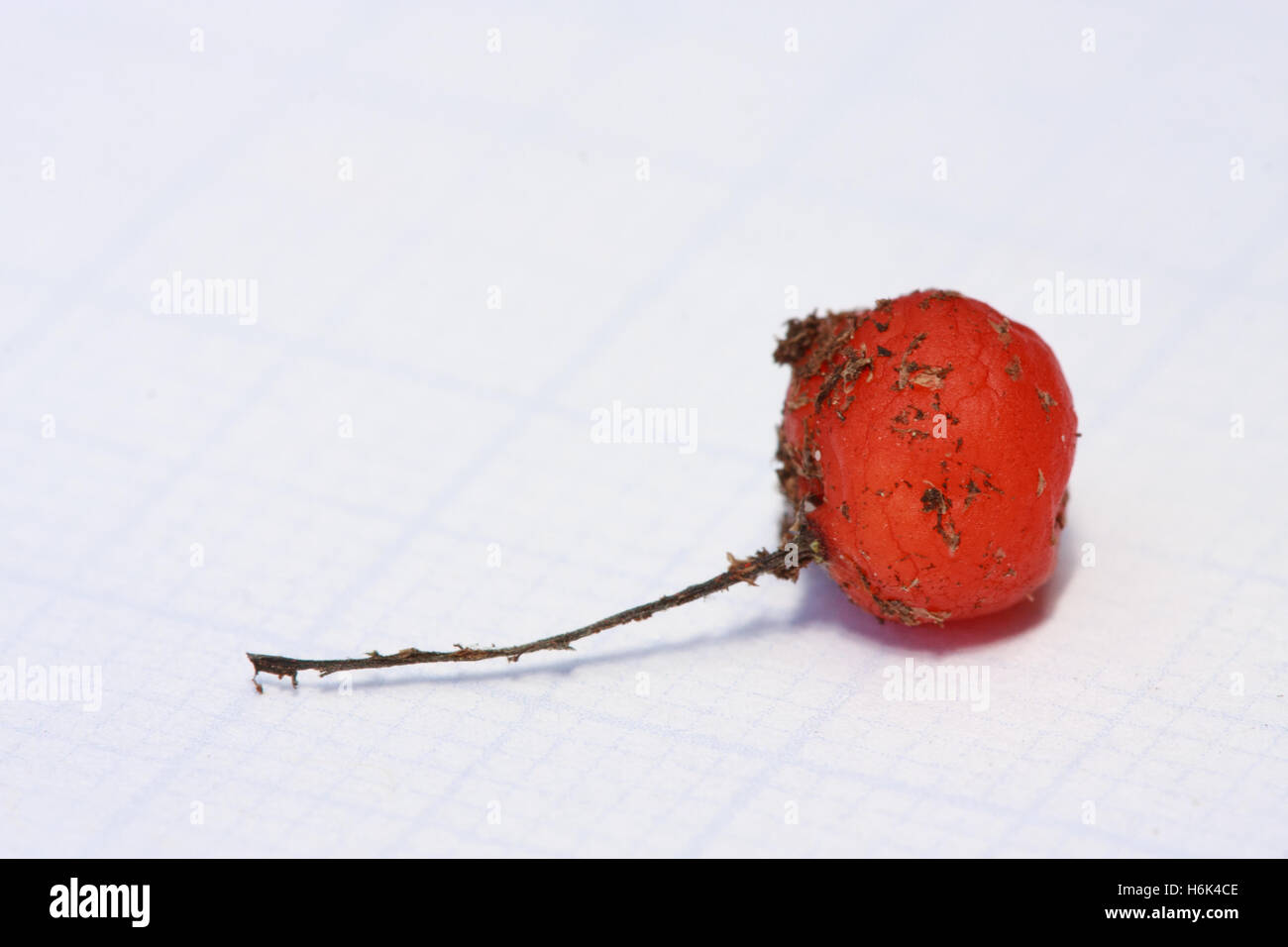 Drosera erythrorhiza, la droséra à l'encre rouge, est une espèce tubéreuse vivace dans la plante carnivore genre Drosera qui est endémique à l'ouest de l'Australie Banque D'Images