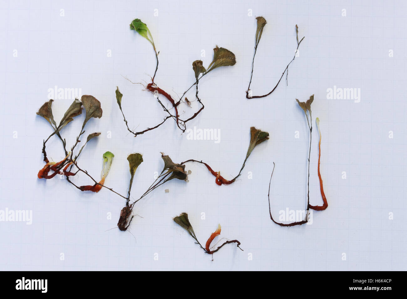 Drosera erythrorhiza, la droséra à l'encre rouge, est une espèce tubéreuse vivace dans la plante carnivore genre Drosera qui est endémique à l'ouest de l'Australie Banque D'Images