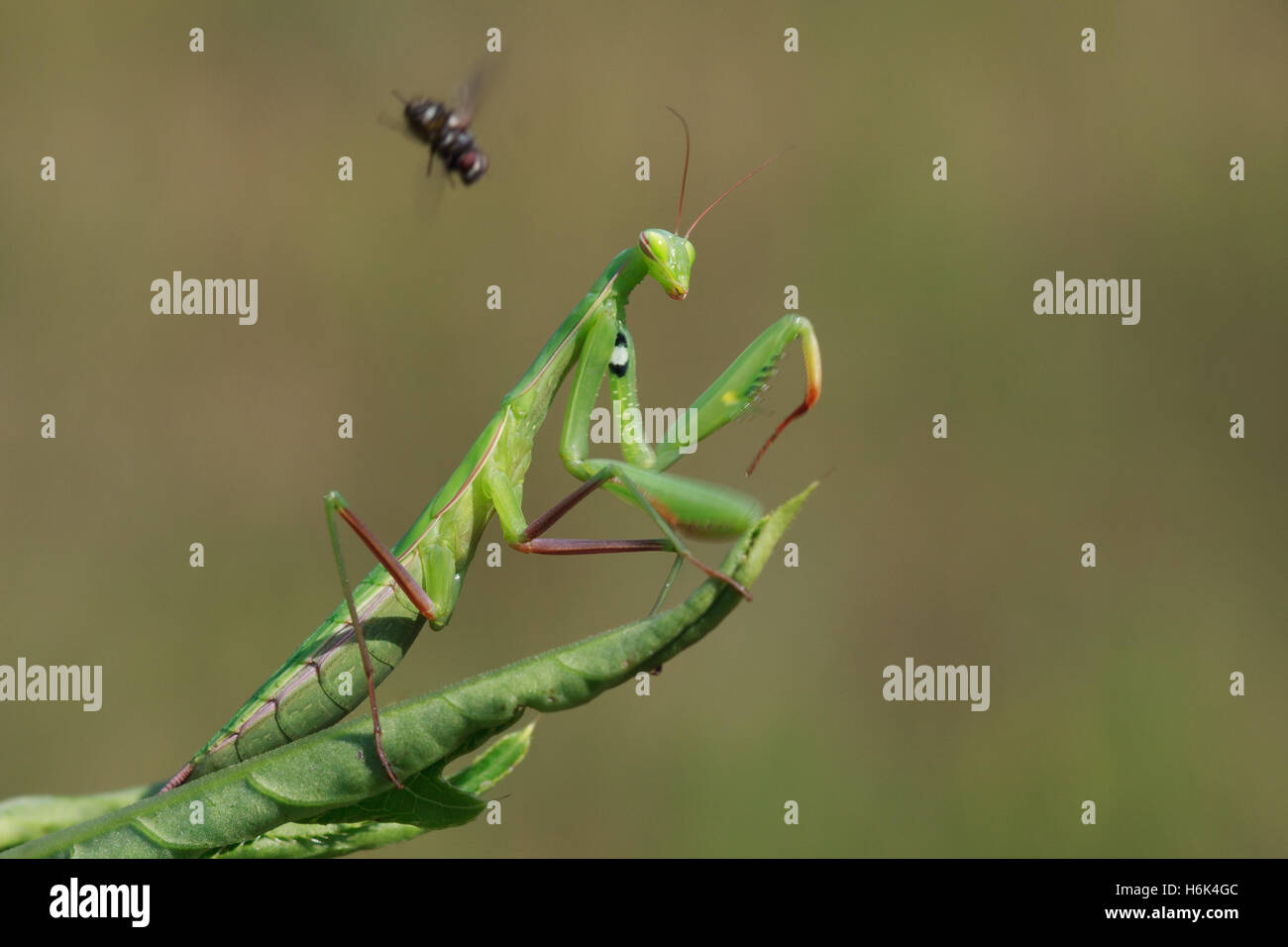 L'mantis Mantis religiosa ou est un grand d'insectes hémimétaboles dans la famille de l' â€" ('mantids) Banque D'Images