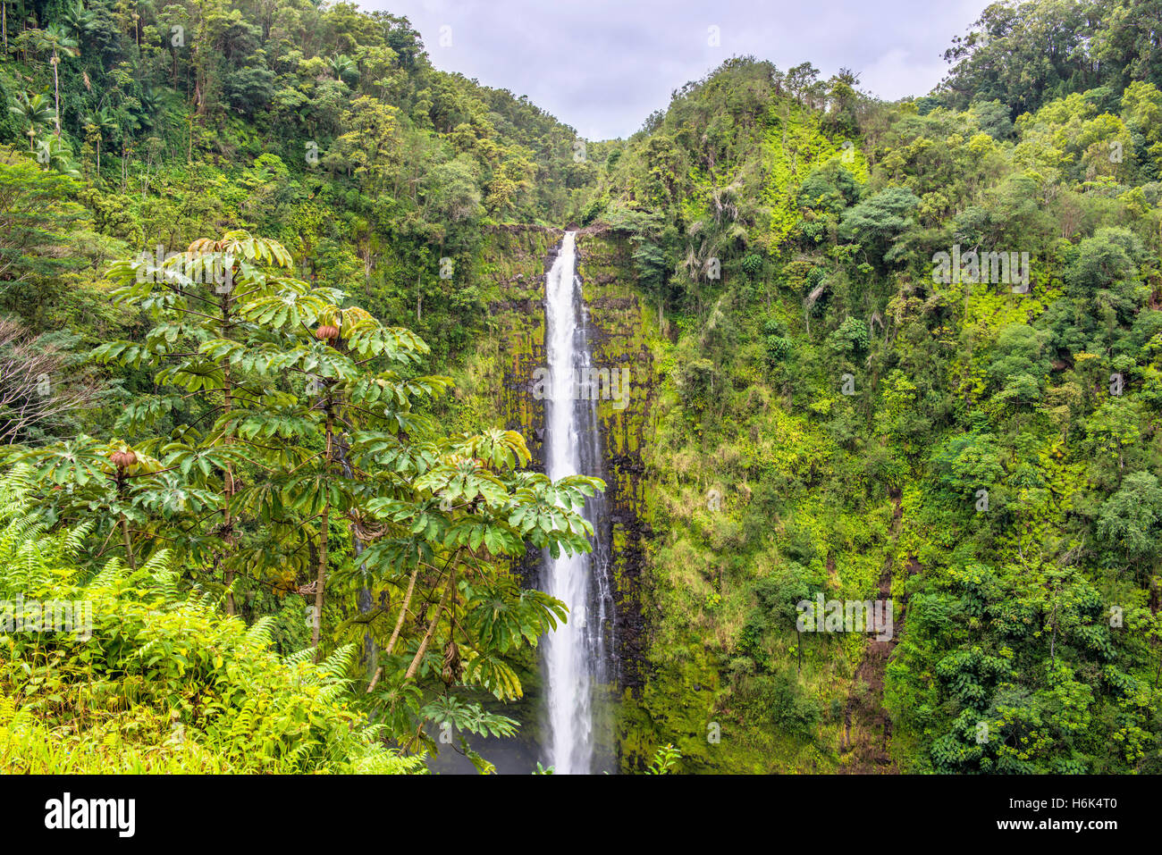 Akaka Falls Cascade dans Hawaii Big Island Banque D'Images