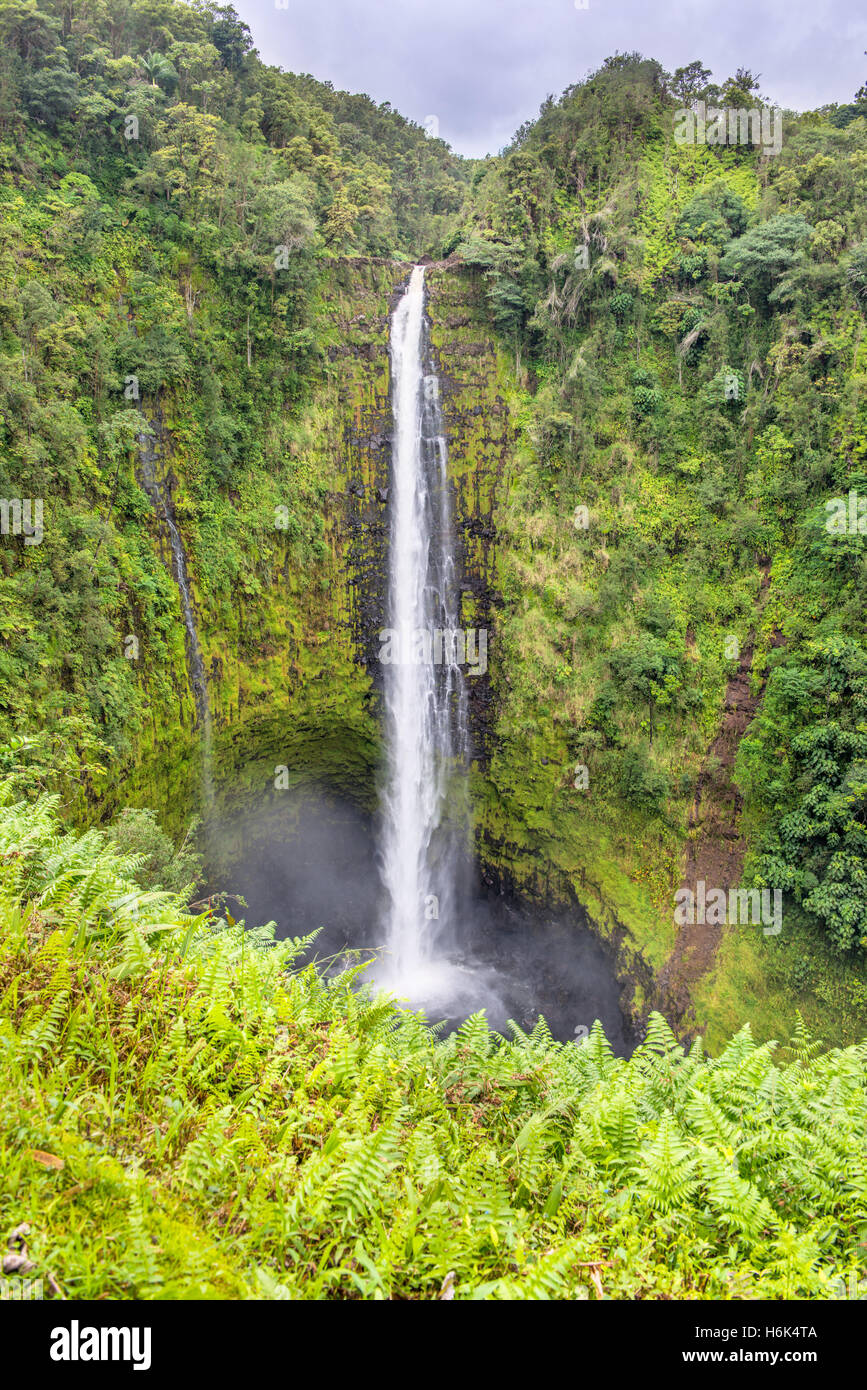 Akaka Falls Cascade dans Hawaii Big Island Banque D'Images