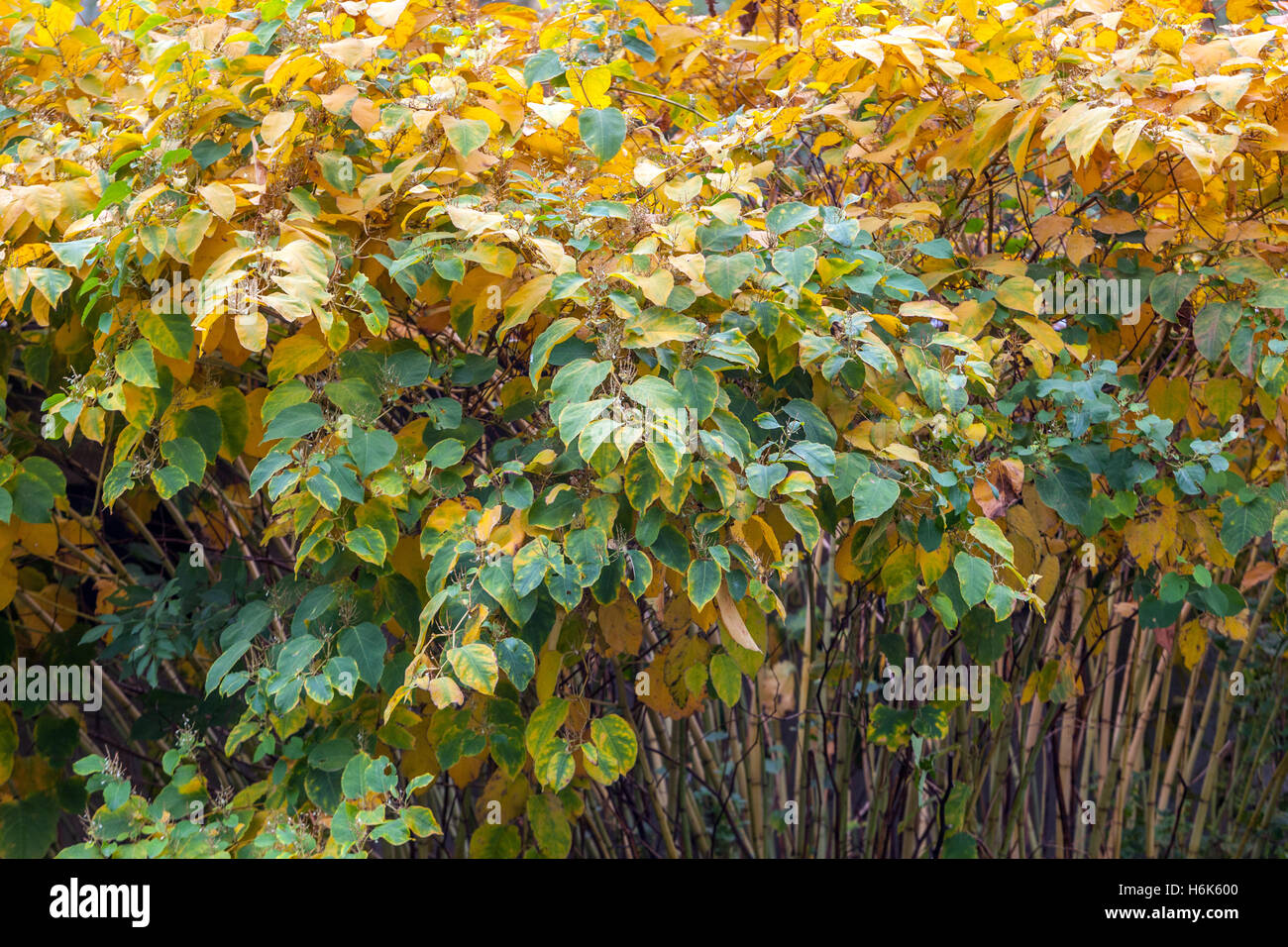 Japanese Knotweed Fallopia japonica, Reynoutria japonica), couleurs d'automne, plantes envahissantes brousse Banque D'Images