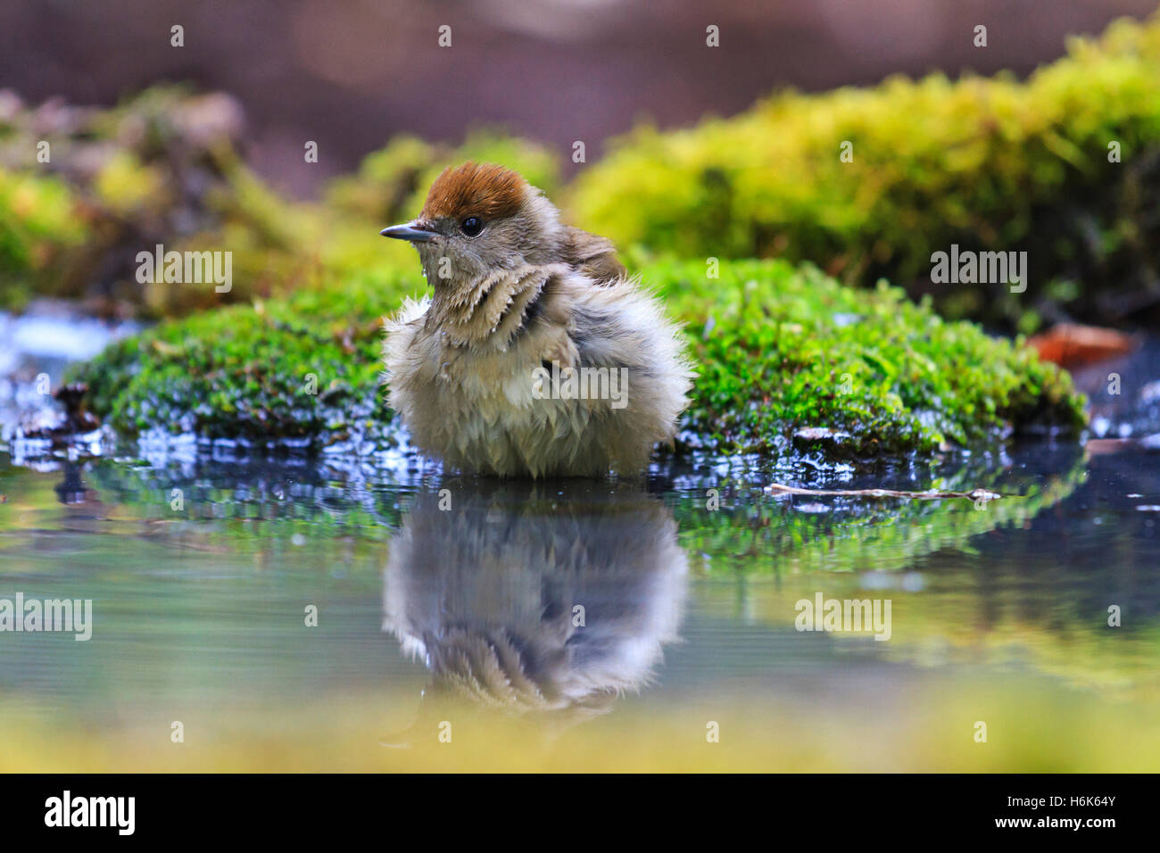 Sylvia atricapilla Eurasian blackcap femelle de l'eau potable dans un jardin écologique Banque D'Images