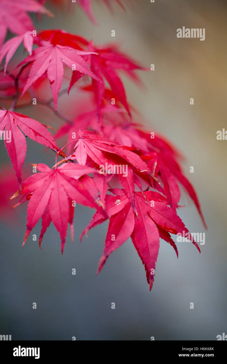 Acer palmatum subsp amoenum feuilles en automne Banque D'Images