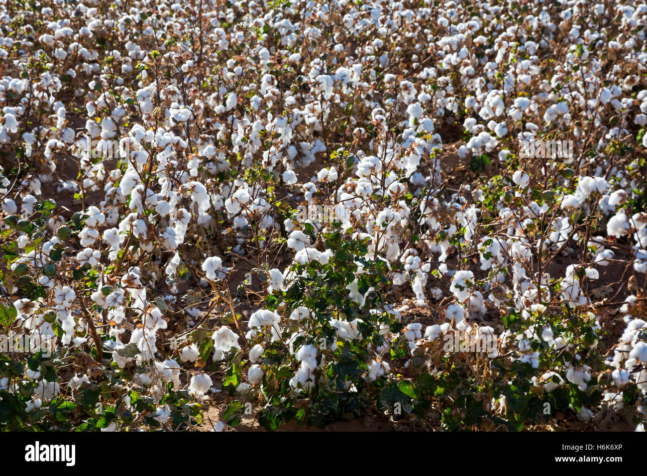 Eloy, Arizona - Une récolte de coton irrigué en croissance sur une ferme dans le désert de Sonora. Banque D'Images