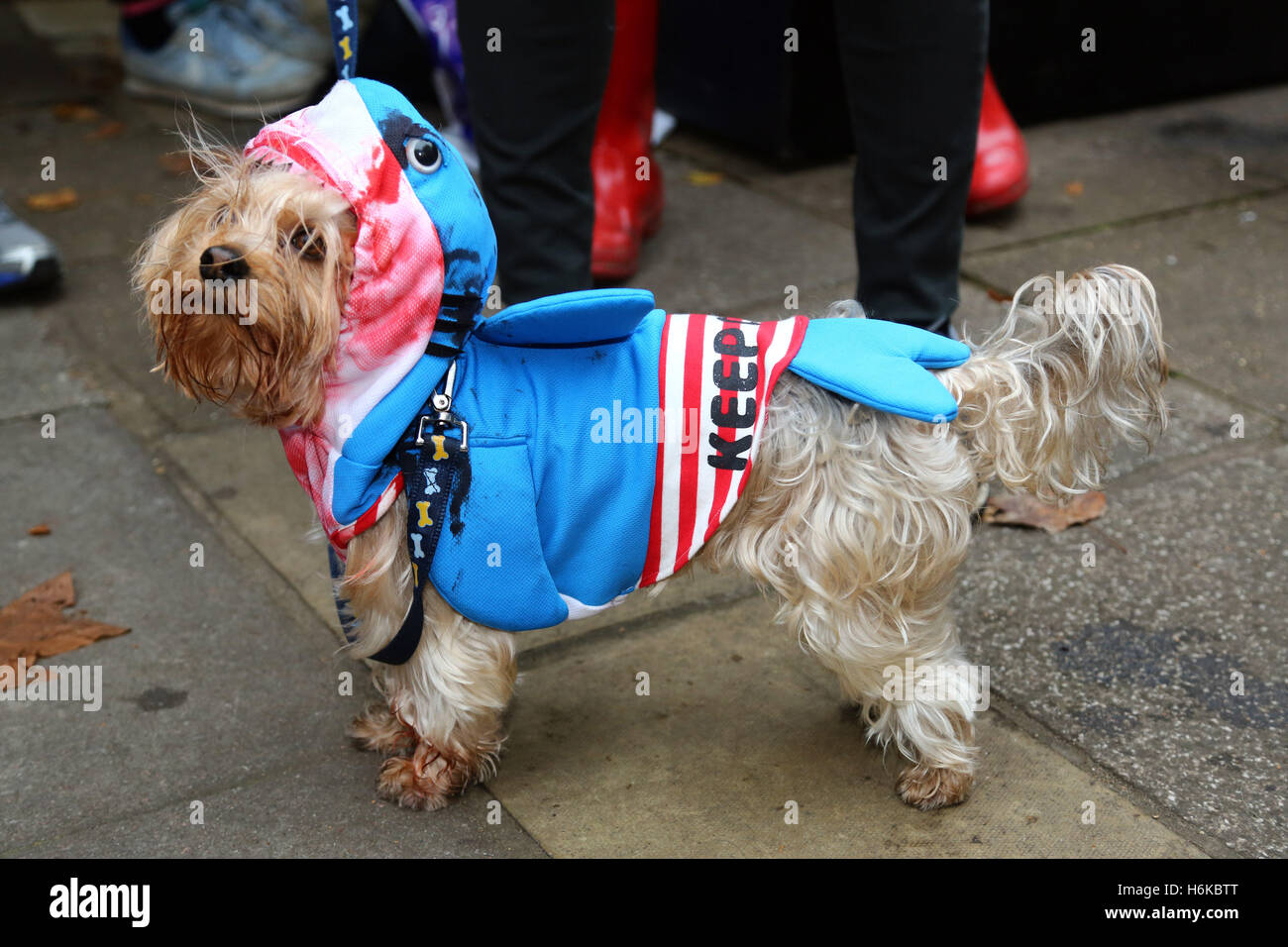 Londres, Royaume-Uni. 30 octobre 2016. Billy l'Yorksire Terrier déguisé en requin pour son Halloween fancy dress costume pour la question tous les chiens chien Halloween Marche pour recueillir des fonds pour l'organisme de bienfaisance qui abrite et re-homes chiens à Londres. Crédit : Paul Brown/Alamy Live News Banque D'Images