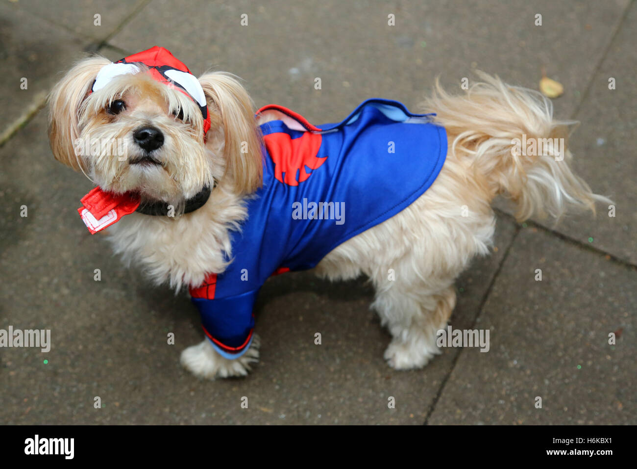 Londres, Royaume-Uni. 30 octobre 2016. Louis le Morkie (Maltais/Yorkie cross) habillé en Spiderman (chien ?) dans sa robe Halloween costume pour la question tous les chiens chien Halloween Marche pour recueillir des fonds pour l'organisme de bienfaisance qui abrite et re-homes chiens à Londres. Crédit : Paul Brown/Alamy Live News Banque D'Images