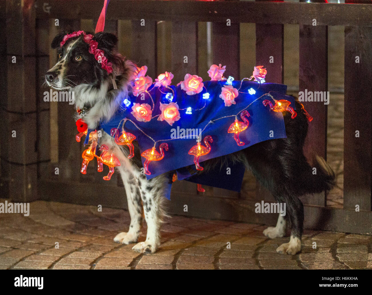 Chiens d'animaux portant des lumières à DEL, des lumières lumineuses et lumineuses à Blackpool, dans le Lancashire, au Royaume-Uni, choyés au LumiDogs LightPool Festival.LumiDogs a été mis en scène pour la première fois en 2014 et a été de retour par la demande pup'ular pour 2016.Les chiens et leurs propriétaires apparaissaient dans des costumes, des matériaux et des lumières, les chiens habillés se présentant comme une licorne, une ballerine, une danseuse de salle de bal, un cow-boy ou un avion.Pomeranian, Shih Tzu, Chihuahua, Terriers et Cockapoos ont des LED alors que ces étoiles canines illuminaient la place St Johns. Banque D'Images