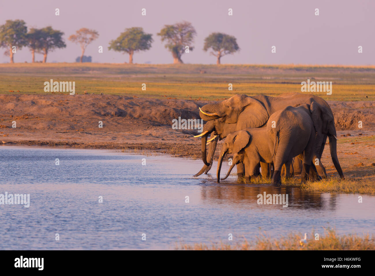 Groupe d'éléphants d'eau potable de la rivière Chobe au coucher du soleil. Safari de faune et croisière en bateau dans le Parc National de Chobe Banque D'Images