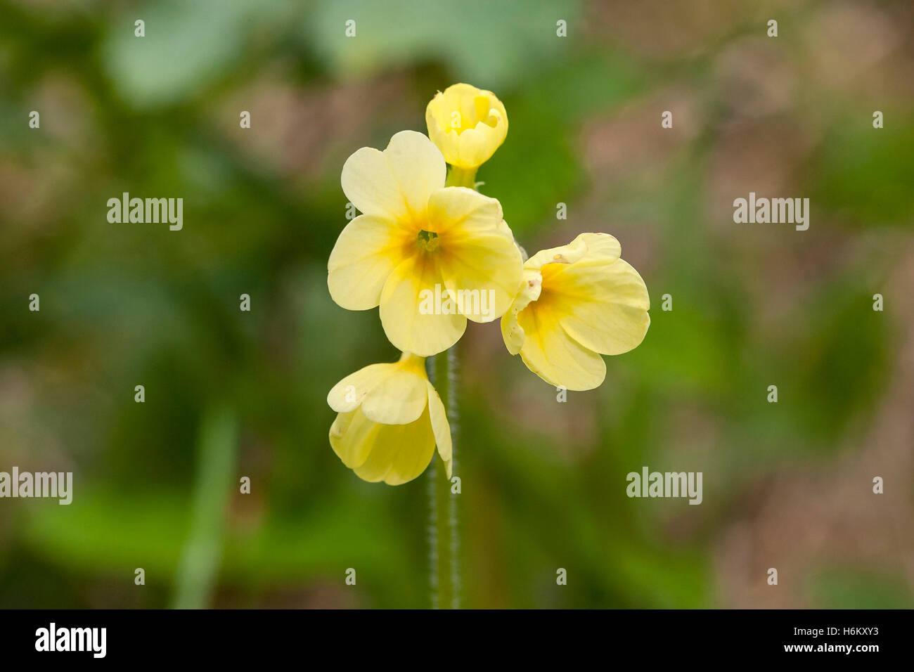 Oxlip (Primula elatior) culture des fleurs dans la prairie humide, England, UK Banque D'Images
