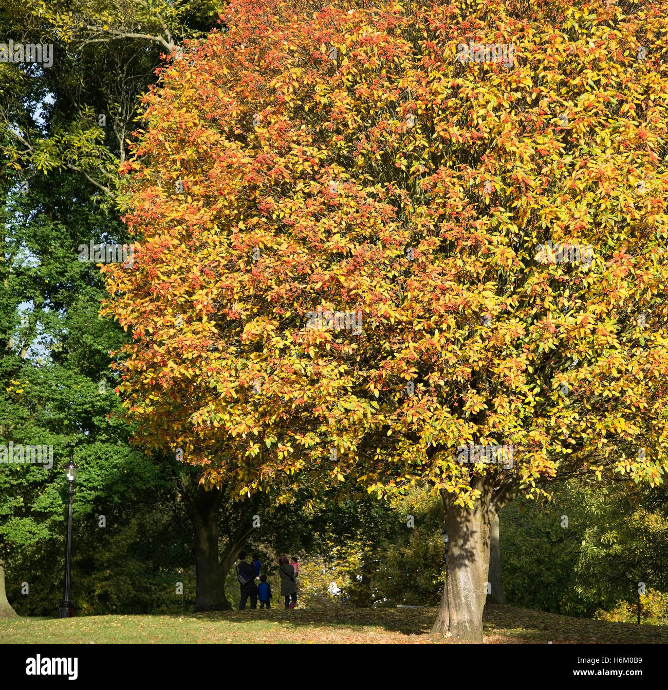 En vertu de l'article famille tree regarder de superbes belles couleurs d'automne lumineux Banque D'Images