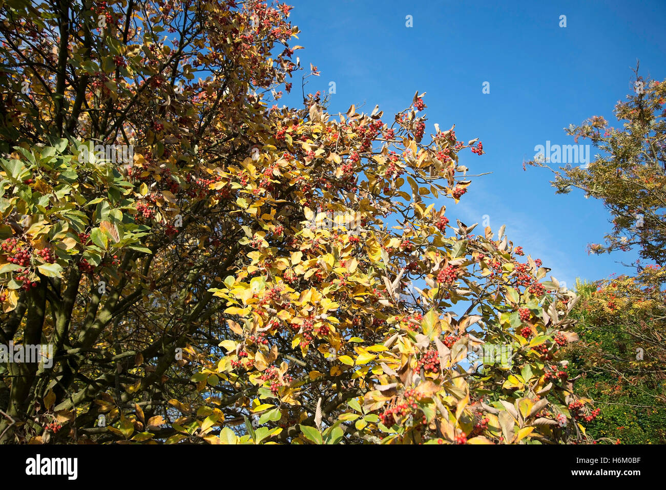 Les changements saisonniers de l'automne sur Primrose Hill à Londres. Banque D'Images