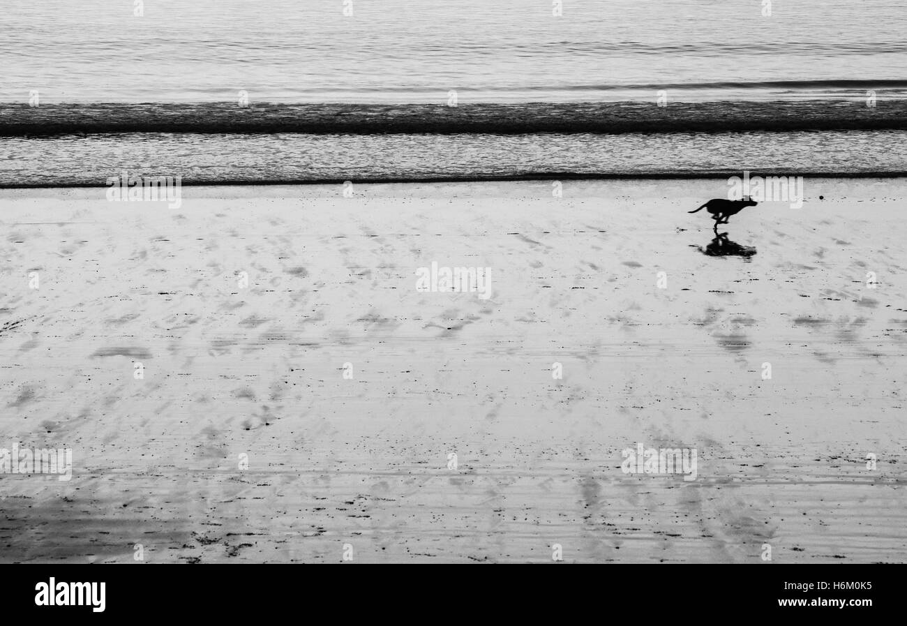 Running dog Banque D'Images