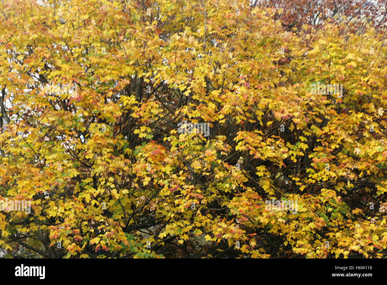 Les arbres à feuillage d'automne les feuilles d'or et la couleur des motifs Banque D'Images
