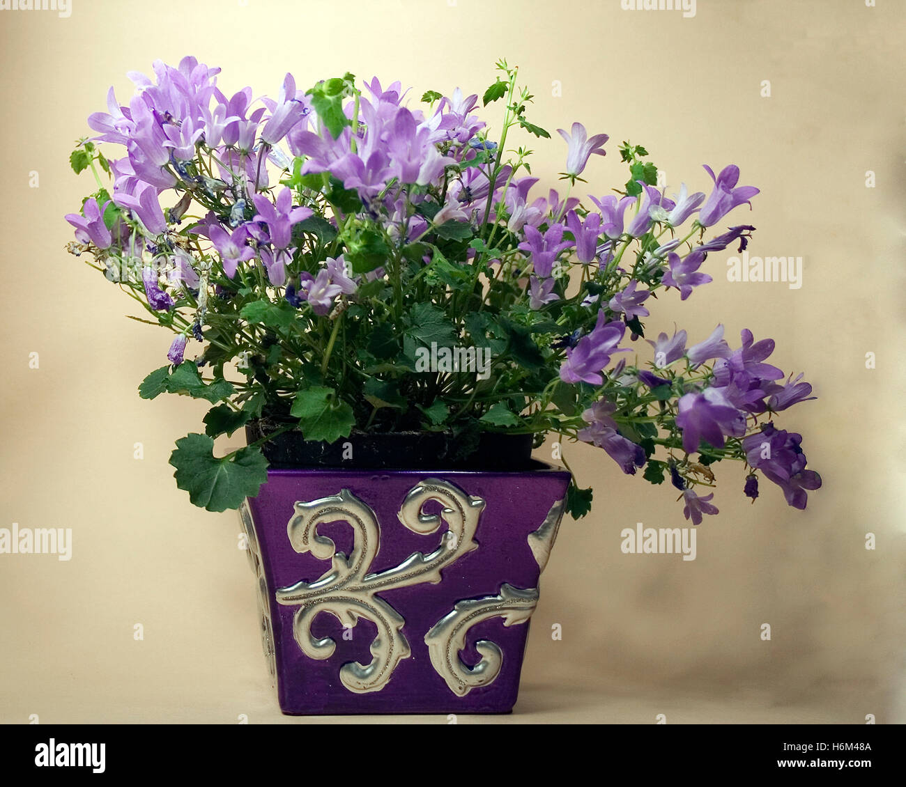 plantes fleurs Banque D'Images