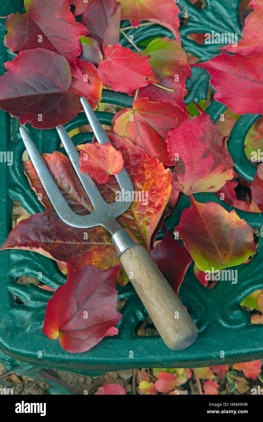 La fourche de jardin avec des feuilles de vigne vierge Parthenocissus quinquefolia Banque D'Images