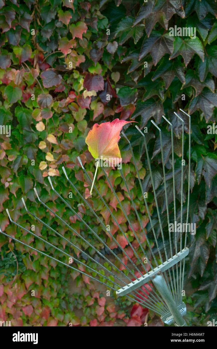 Virginia creeper Parthenocissus quinquefolia et râteau de jardin en automne Banque D'Images