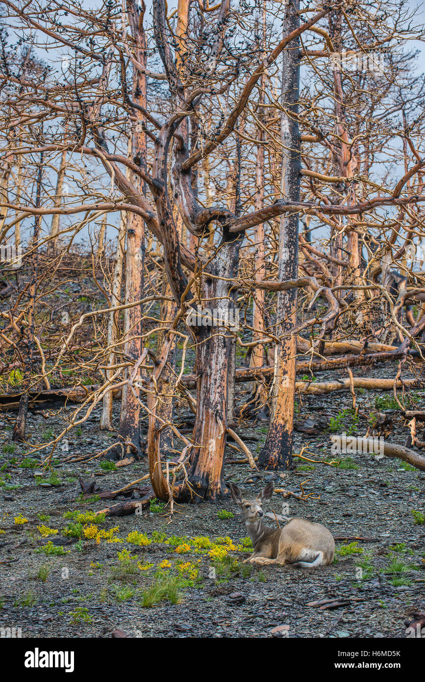 Le Cerf mulet (Odocoileus hemionus) doe dans les forêts brûlées vestiges, Reynolds Creek fire, 2016, Glacier National Park, Montana, USA Banque D'Images