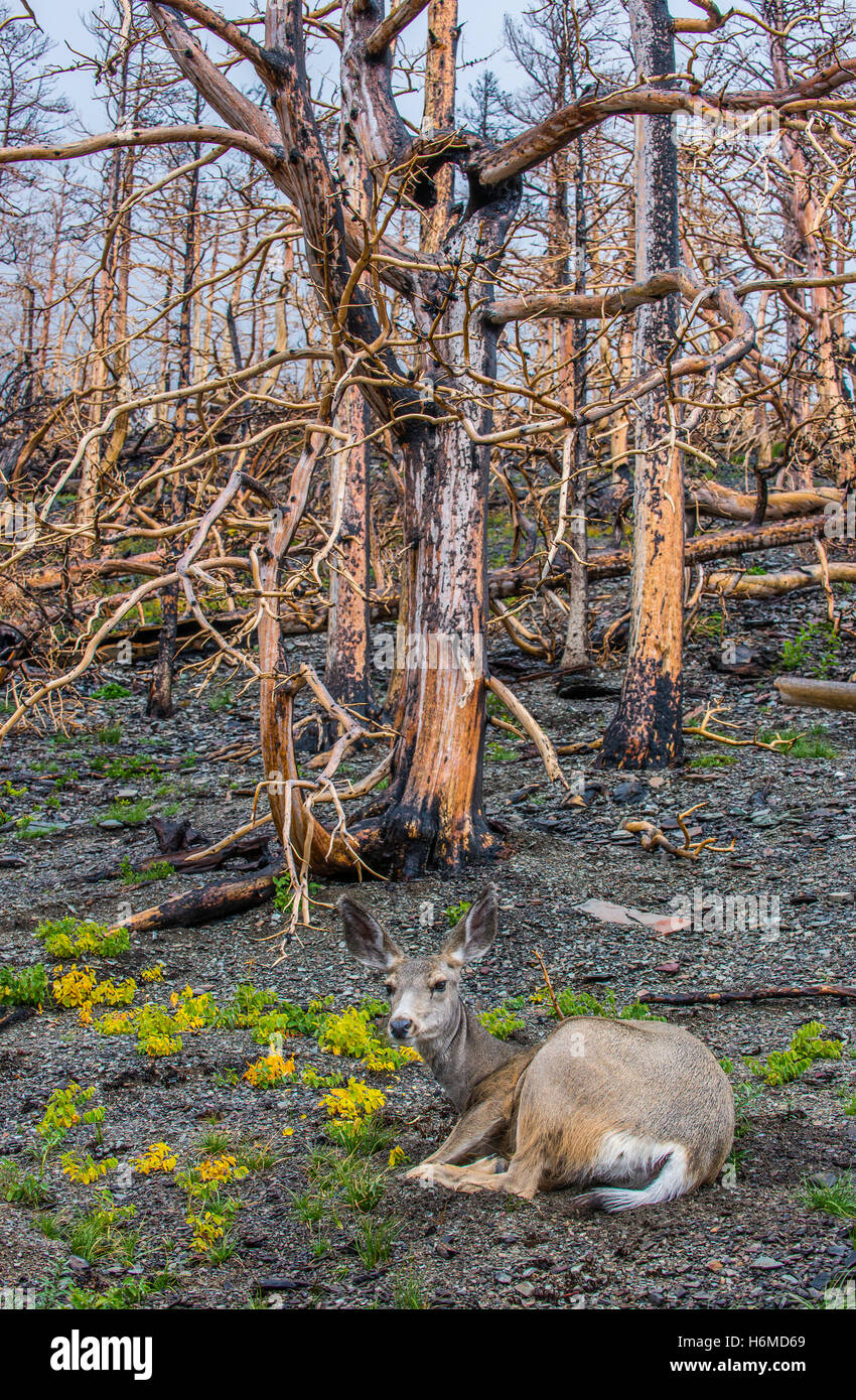 Le Cerf mulet (Odocoileus hemionus) doe dans les forêts brûlées vestiges, Reynolds Creek fire, 2016, Glacier National Park, Montana, USA Banque D'Images