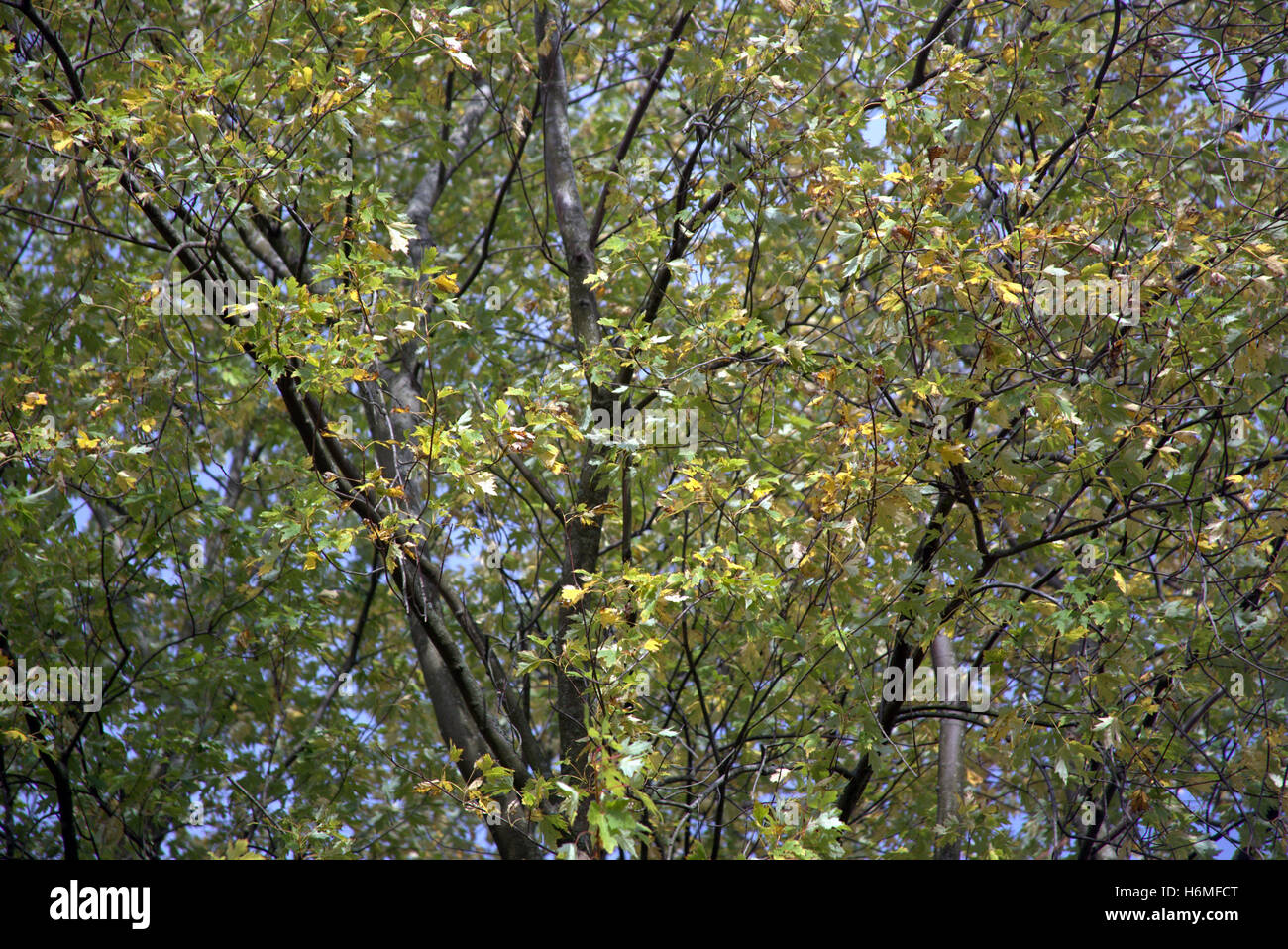 Les arbres à feuillage d'automne les feuilles d'or et la couleur des motifs Banque D'Images