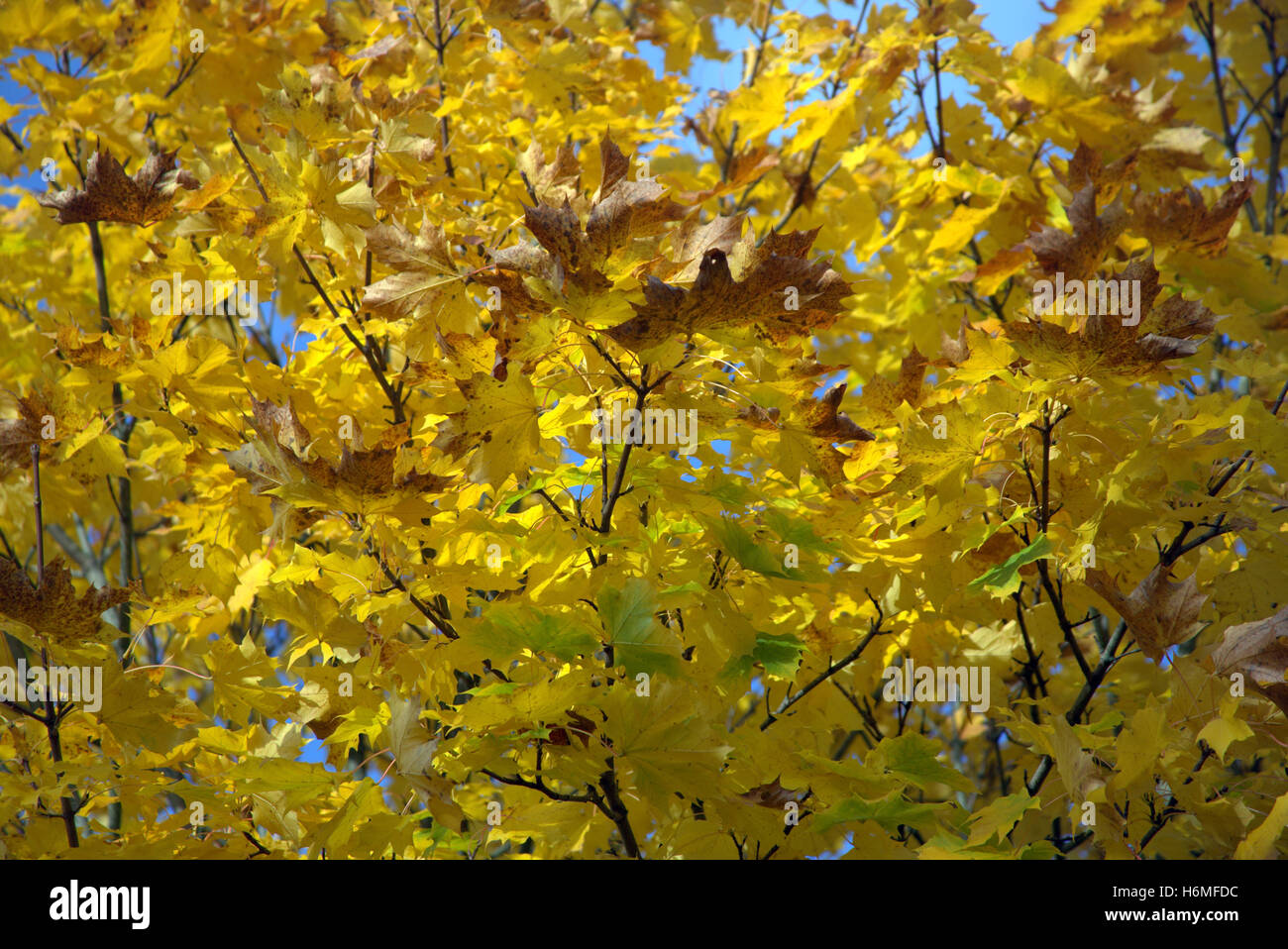 Les arbres à feuillage d'automne les feuilles d'or et la couleur des motifs Banque D'Images