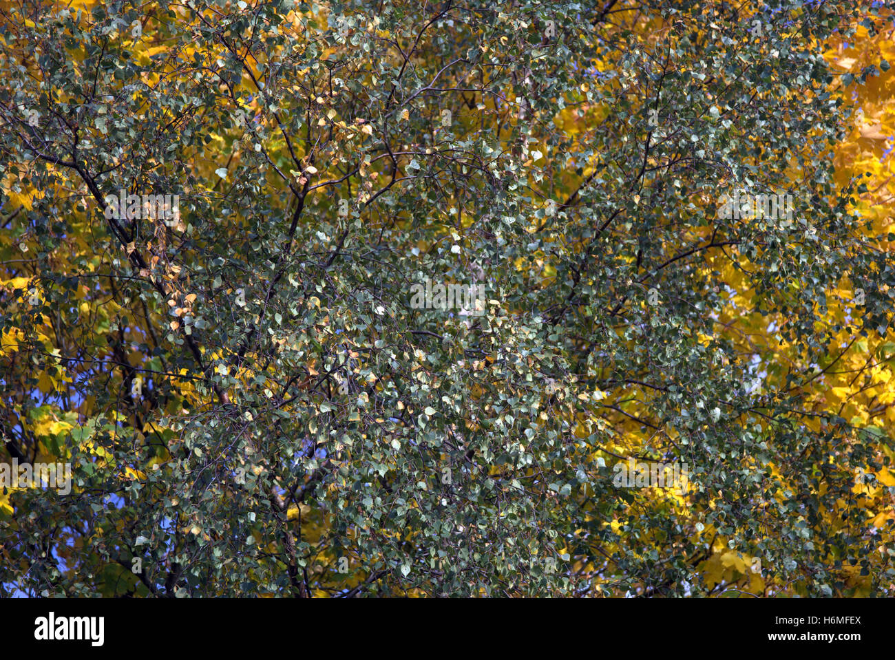 Les arbres à feuillage d'automne les feuilles d'or et la couleur des motifs Banque D'Images