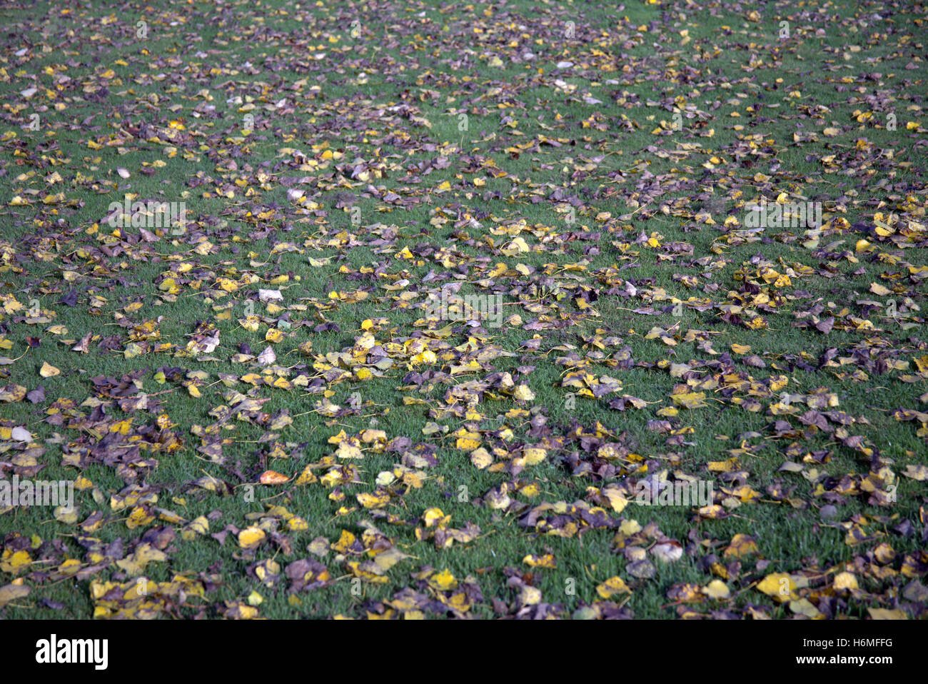 Les arbres à feuillage d'automne les feuilles d'or et la couleur des motifs Banque D'Images