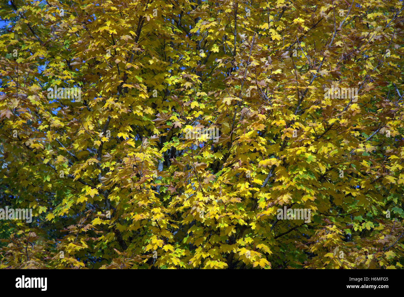 Les arbres à feuillage d'automne les feuilles d'or et la couleur des motifs Banque D'Images