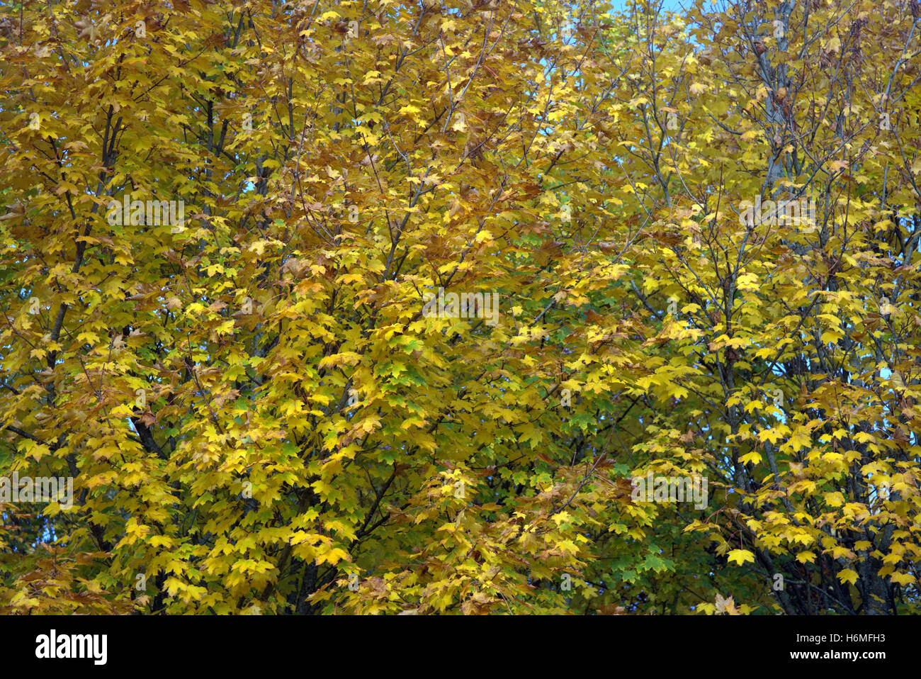 Les arbres à feuillage d'automne les feuilles d'or et la couleur des motifs Banque D'Images