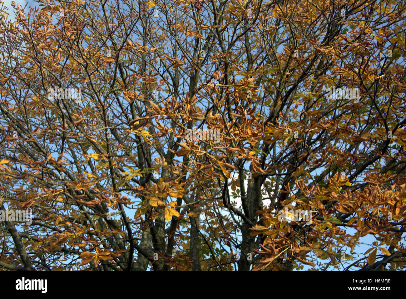 Les arbres à feuillage d'automne les feuilles d'or et la couleur des motifs Banque D'Images