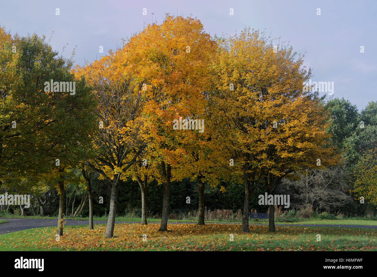 Les arbres à feuillage d'automne les feuilles d'or et la couleur des motifs Banque D'Images