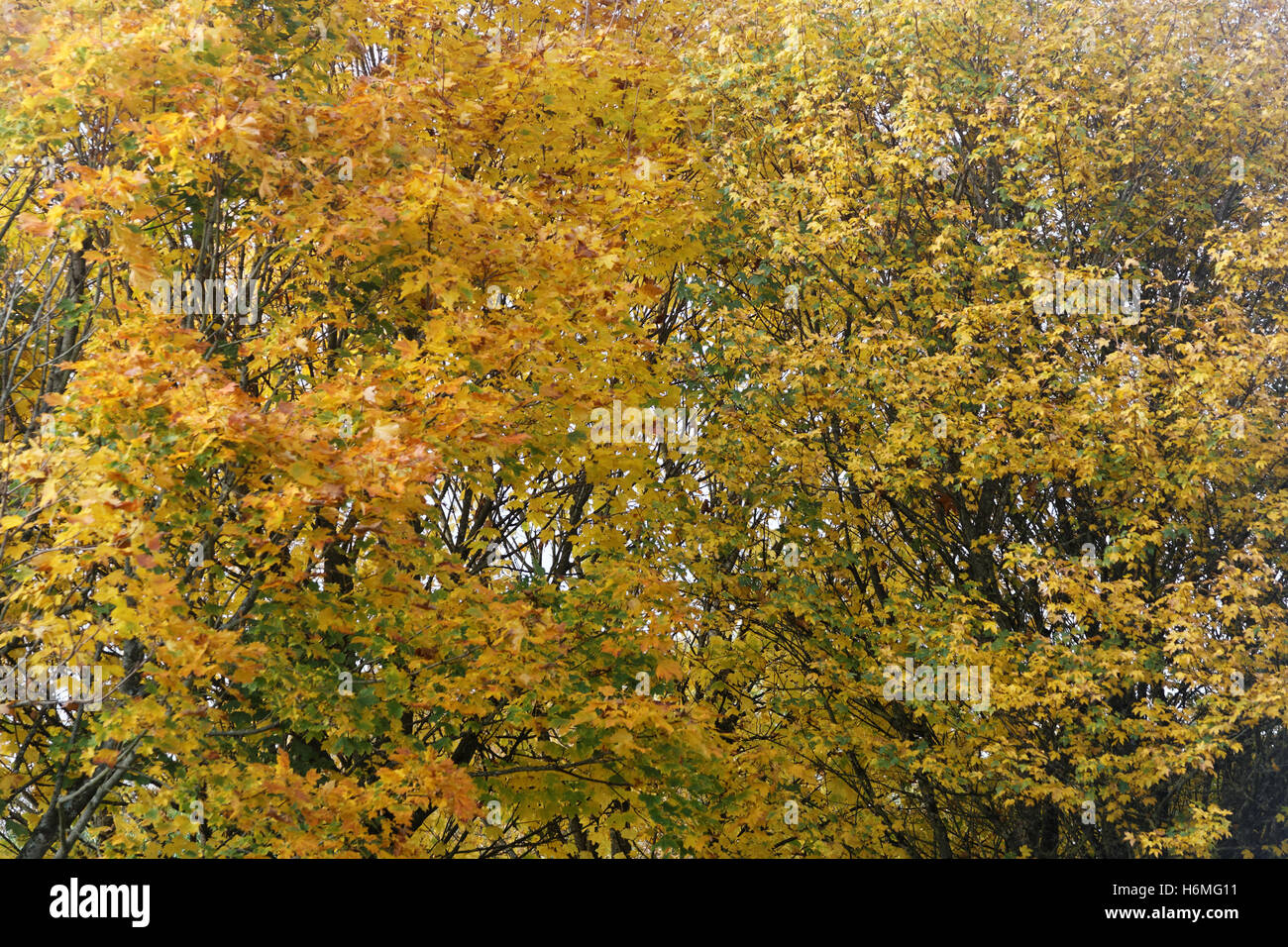 Les arbres à feuillage d'automne les feuilles d'or et la couleur des motifs Banque D'Images