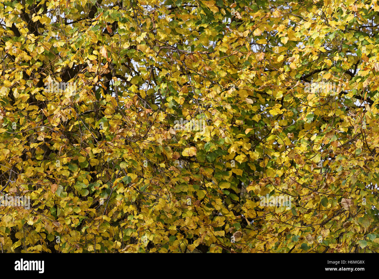 Les arbres à feuillage d'automne les feuilles d'or et la couleur des motifs Banque D'Images