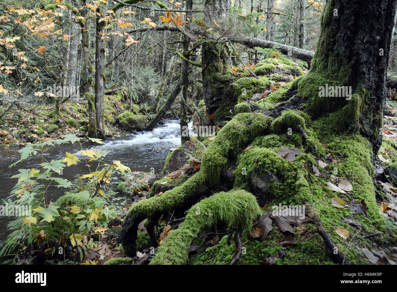 Arbres décidus et conifères et leurs racines à côté d'un ruisseau dans une forêt tropicale tempérée côtière des montagnes côtières de la Colombie-Britannique, Canada Banque D'Images