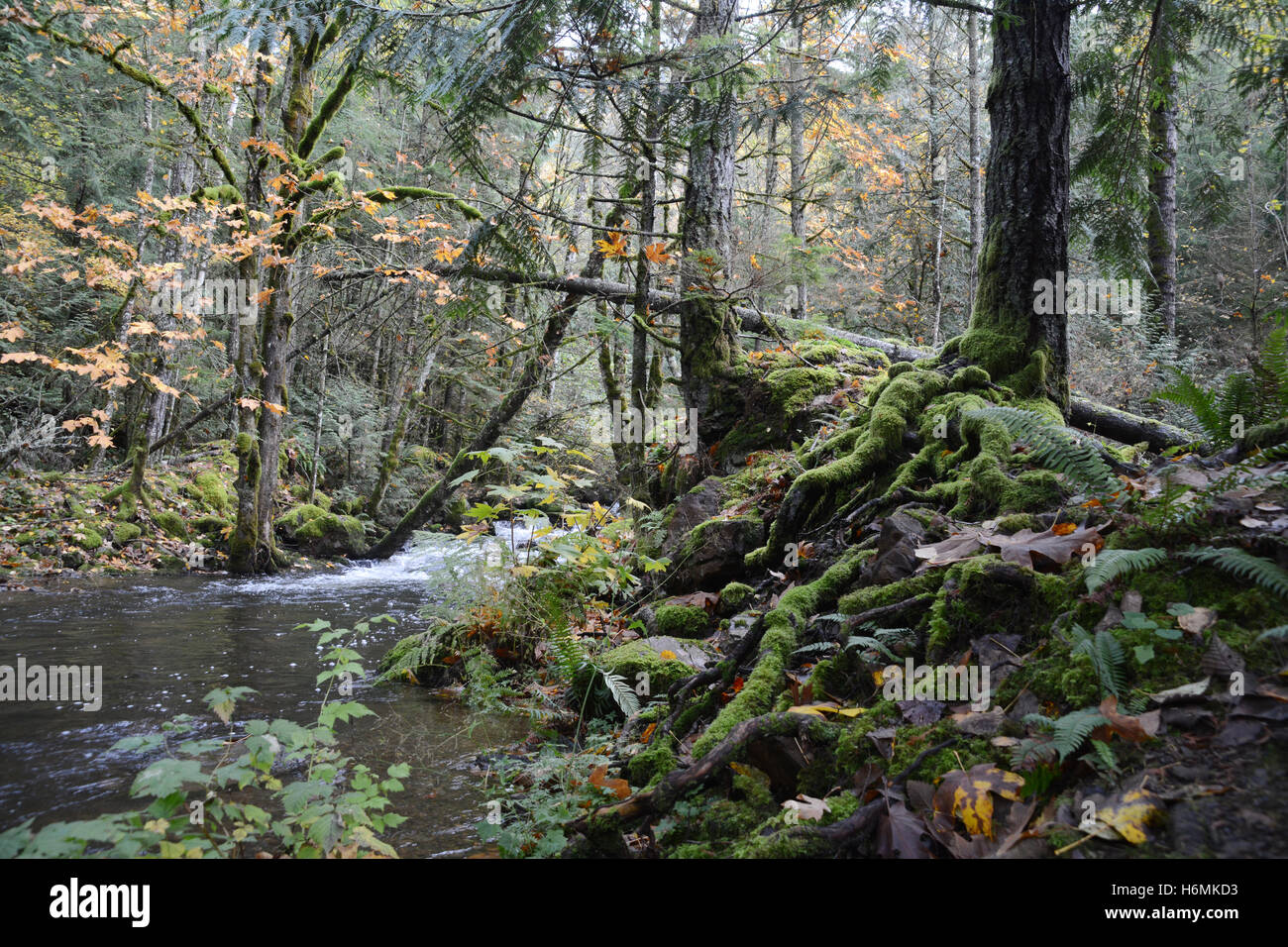 Arbres décidus et conifères et leurs racines à côté d'un ruisseau dans une forêt tropicale tempérée côtière des montagnes côtières de la Colombie-Britannique, Canada Banque D'Images