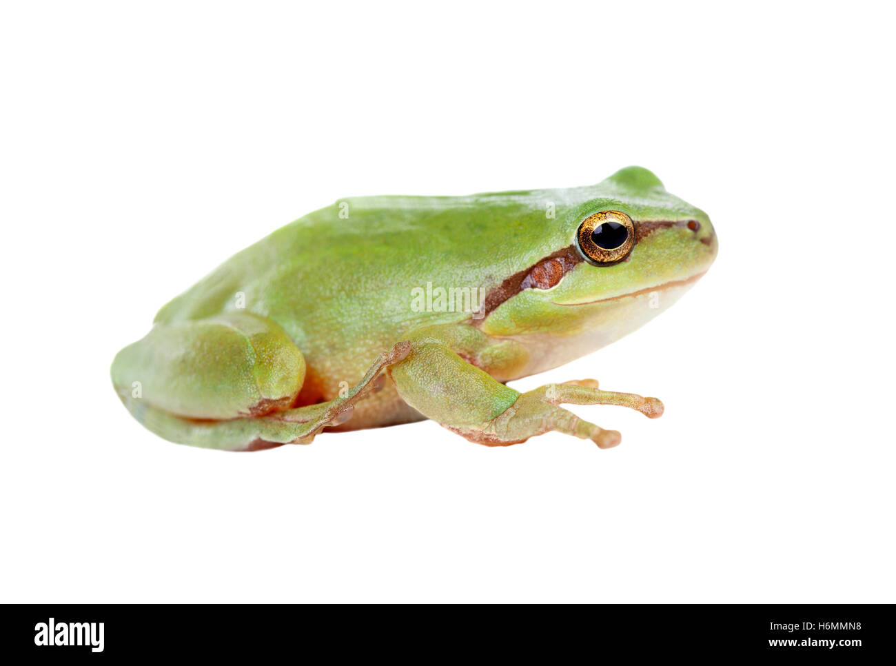 Grenouille verte avec des yeux exorbités golden isolé sur fond blanc Banque D'Images