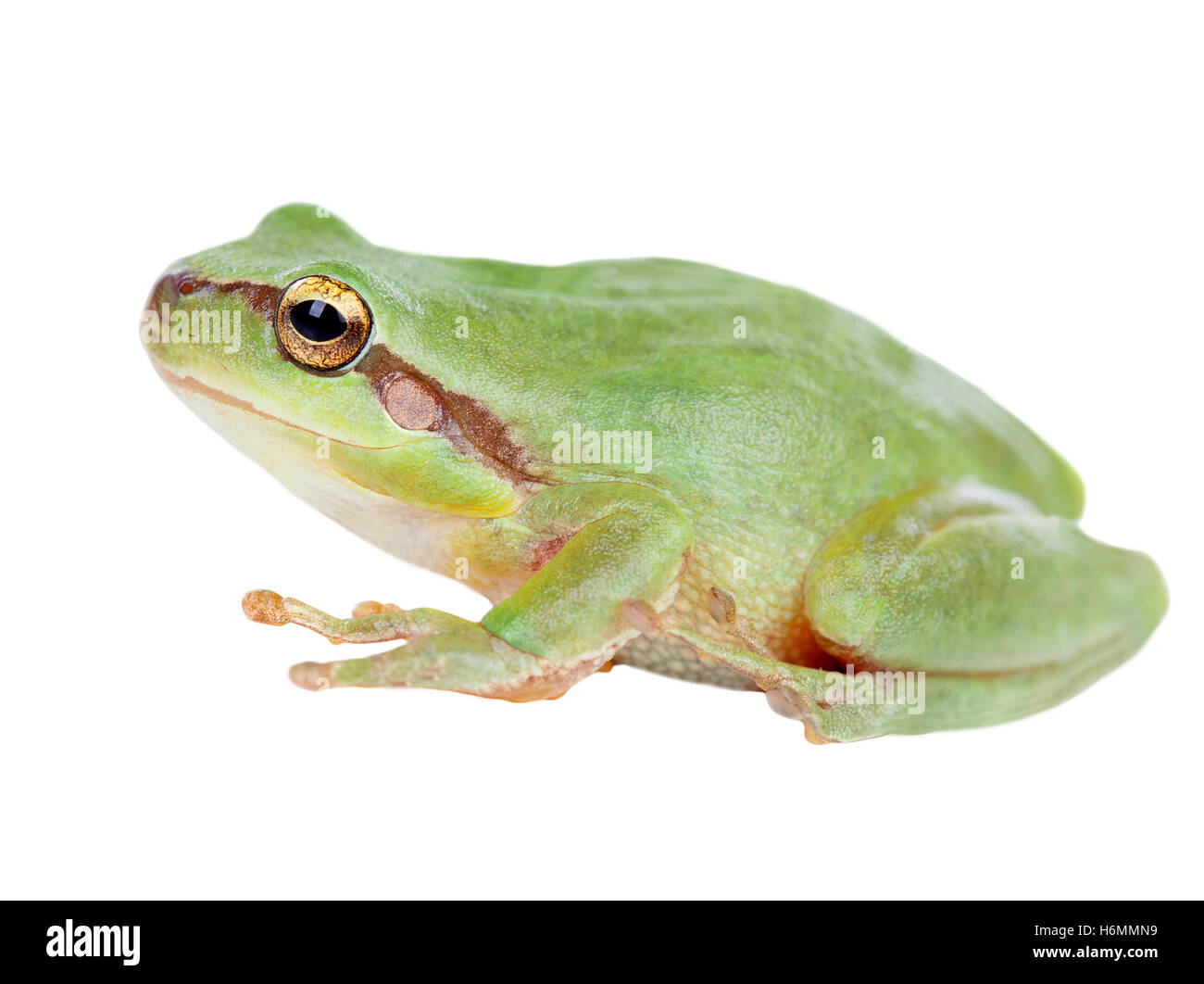 Grenouille verte avec des yeux exorbités golden isolé sur fond blanc Banque D'Images